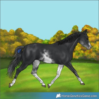 Horse Color:White Spotted Black Sabino Frame 