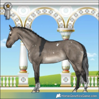 Horse Color:White Spotted Brown Dun Tobiano 