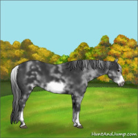 Horse Color:White Spotted Black Sabino Frame