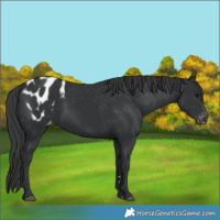 Horse Color:Black Appaloosa 