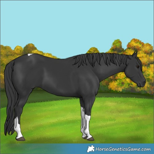 Horse Color:Black Tobiano 