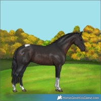 Horse Color:Brown Tobiano