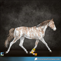 Horse Color:Black Pearl Sabino 