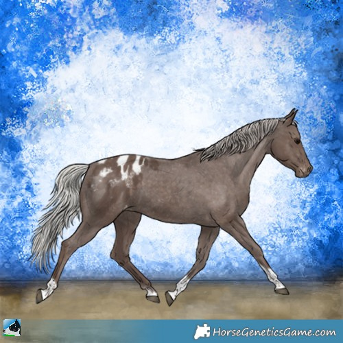 Horse Color:Silver Black Tobiano Appaloosa 
