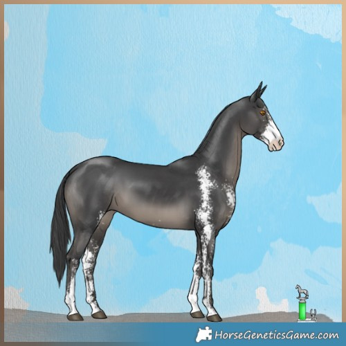 Horse Color:Black Sabino