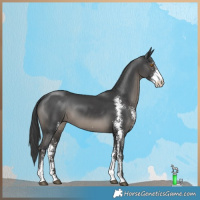 Horse Color:Black Sabino 