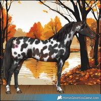 Horse Color:Brown Tobiano Appaloosa 
