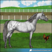 Horse Color:Blue Roan Appaloosa