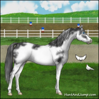 Horse Color:White Spotted Black Sabino Frame 
