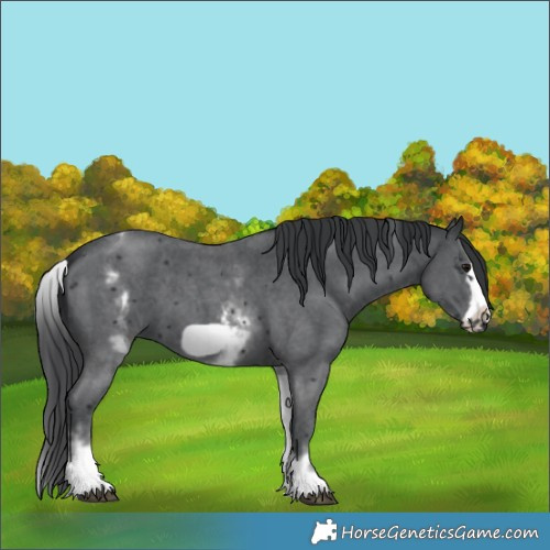 Horse Color:White Spotted Black Sabino Frame 