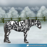 Horse Color:Black Appaloosa 