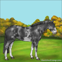 Horse Color:Unknown 
