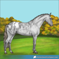 Horse Color:Smoky Blue Roan Appaloosa