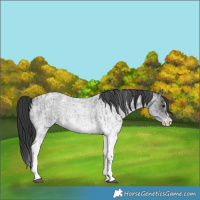 Horse Color:White Spotted Blue Roan Splash and White Spotted Blue Roan Splash