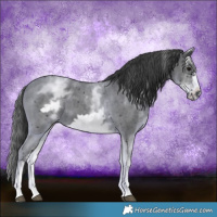 Horse Color:White Spotted Black Sabino Frame