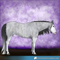 Horse Color:Blue Roan Splash 