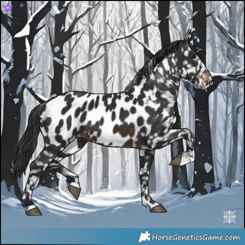 Horse Color:Brown Appaloosa 