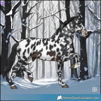 Horse Color:Brown Appaloosa 