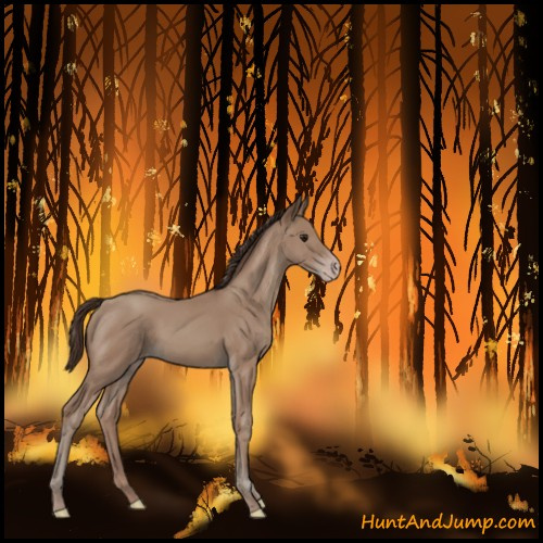 Horse Color:Classic Champagne 