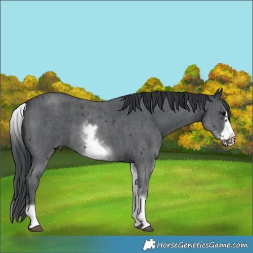 Horse Color:White Spotted Black Sabino Frame 