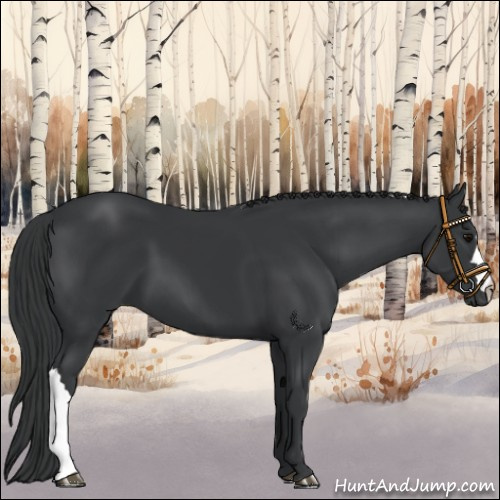 Horse Color:Black 