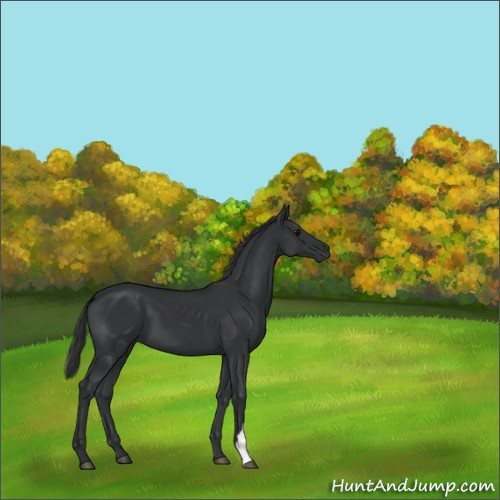 Horse Color:Black 