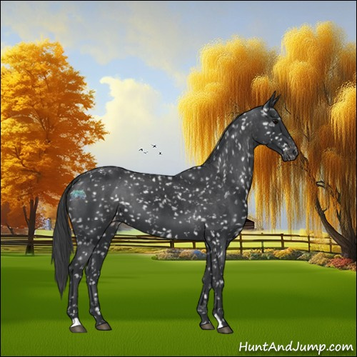 Horse Color:Black Appaloosa