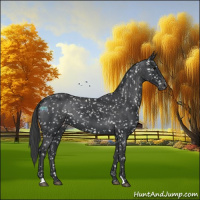 Horse Color:Black Appaloosa 