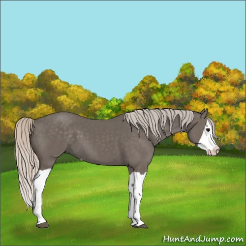 Horse Color:Silver Black Splash 