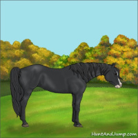Horse Color:Black Splash