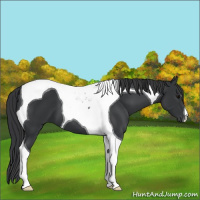 Horse Color:Black Tobiano 