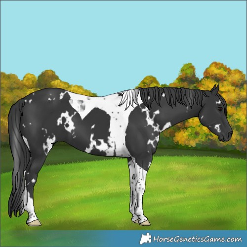Horse Color:White Spotted Black Tobiano