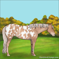 Horse Color:Silver Classic Champagne Appaloosa Rabicano 