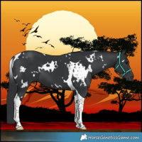 Horse Color:White Spotted Black Tobiano 