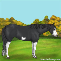 Horse Color:Black Splash Frame 