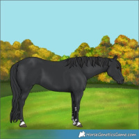 Horse Color:Black 
