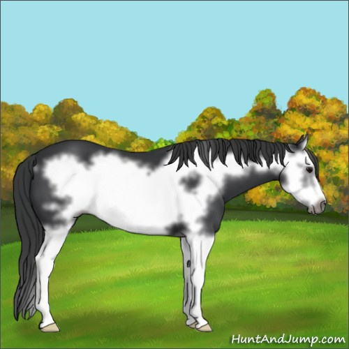Horse Color:Black Splash Frame 