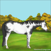 Horse Color:Black Splash Frame 