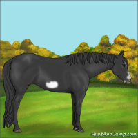 Horse Color:Black Splash Frame