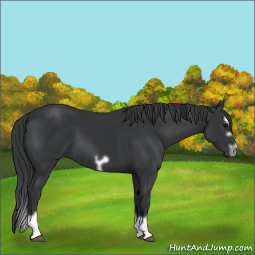 Horse Color:Black Splash Frame 