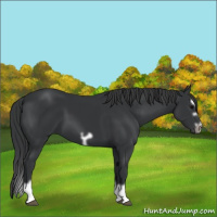 Horse Color:Black Splash Frame 