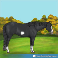 Horse Color:Black Splash Frame