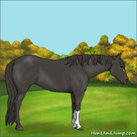 Horse Color:Smoky Black 