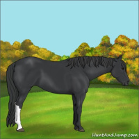 Horse Color:Black 