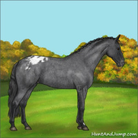 Horse Color:Blue Roan Appaloosa