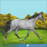 Horse Color:Blue Roan Appaloosa 