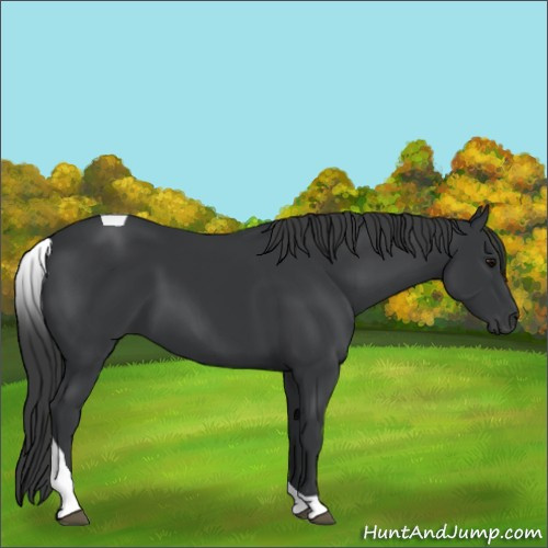 Horse Color:Black Tobiano 
