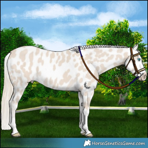 Horse Color:Smoky Creme Appaloosa 