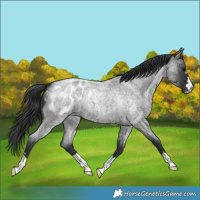 Horse Color:Blue Roan Appaloosa 