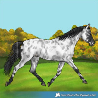 Horse Color:Blue Roan Near Leopard 
